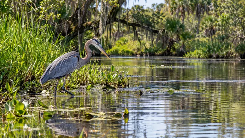 Great blue heron standing in a peaceful Florida wetland