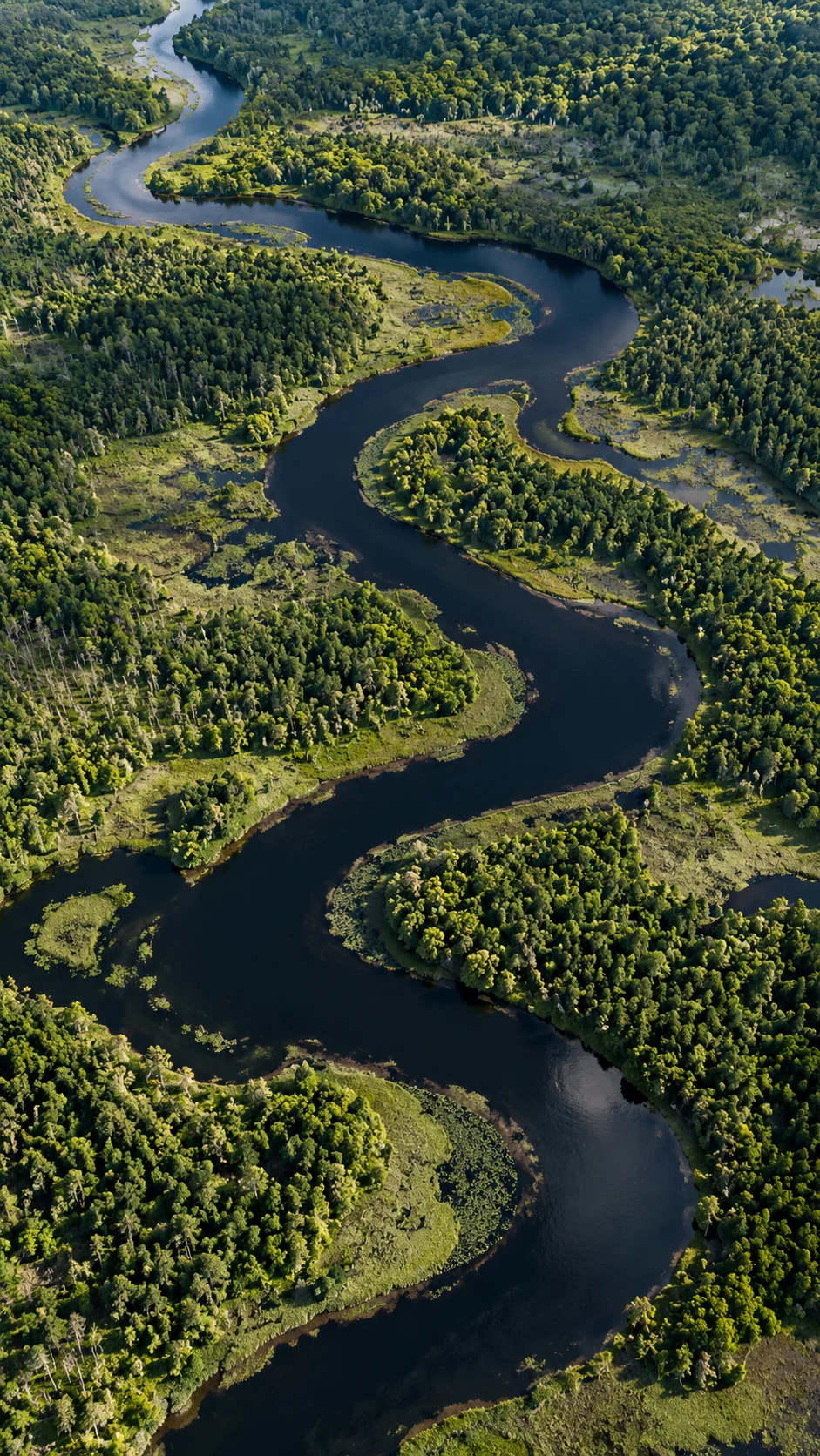 Aerial-style image of a winding river surrounded by forest and wetlands